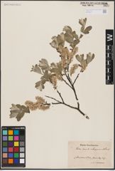 Foto von Salix aurita L. x Salix lapponum L.